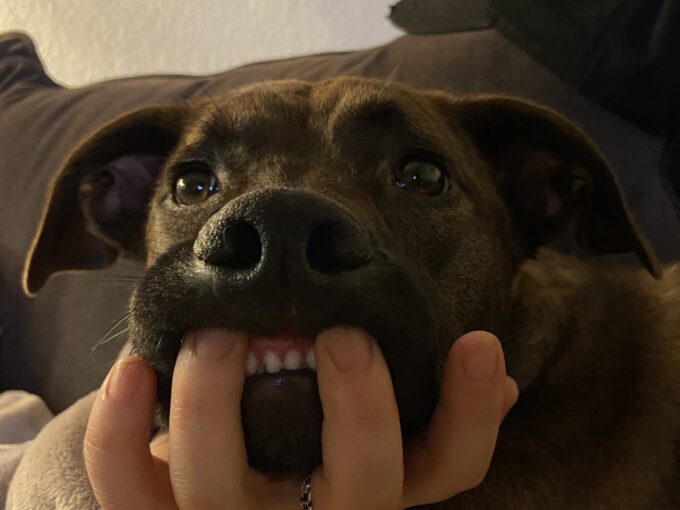 Dog with person's hand in mouth making funny face