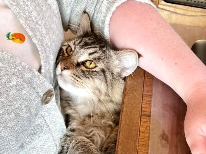 cat cuddling with human