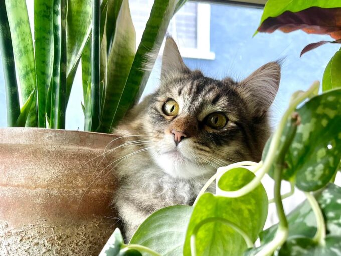 cat next to plant