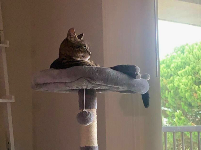 cat sitting on cat tree looking out window