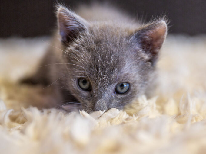 gray kitten on ivory rug