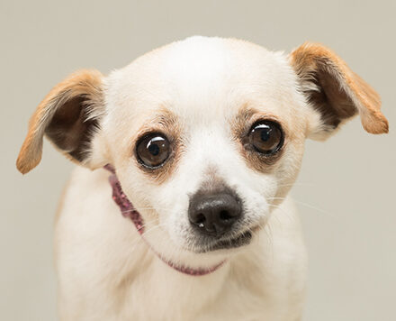 white dog with brown ears