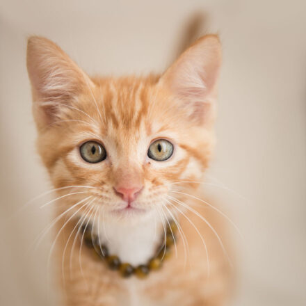 tabby kitten with collar