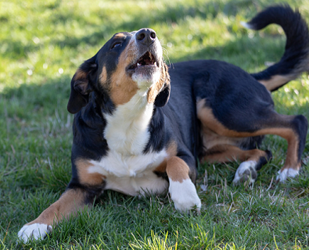 brown white black dog on grass