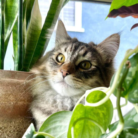 Cat looking through a plant