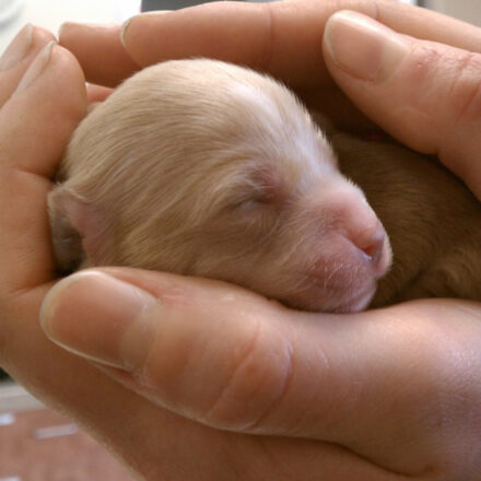 newborn dog in hands
