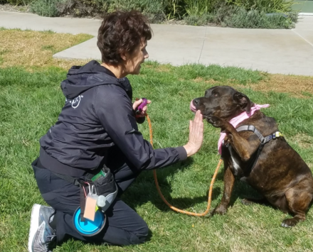 woman and brown dog on grass