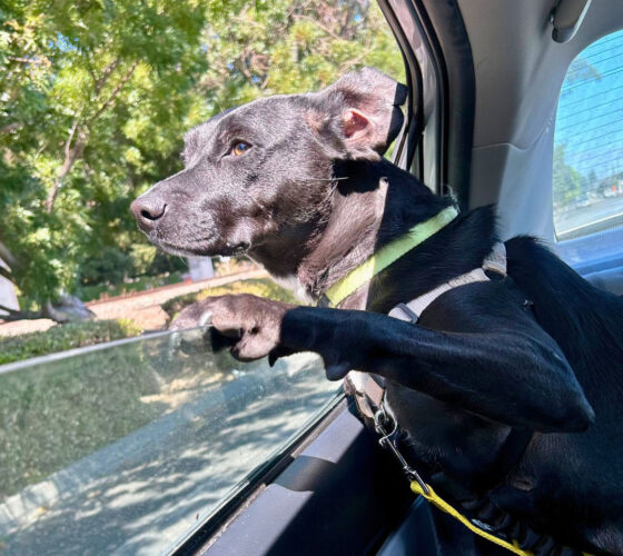 dog riding in a car