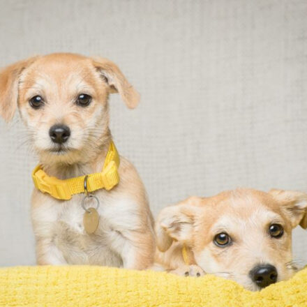 puppies on yellow background