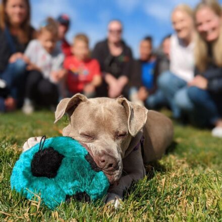 people with dog on grass