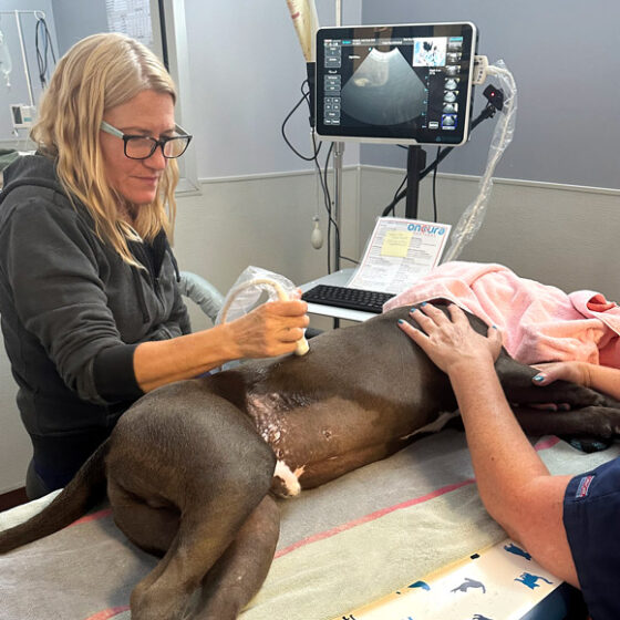 Vet doing ultrasound on dog.