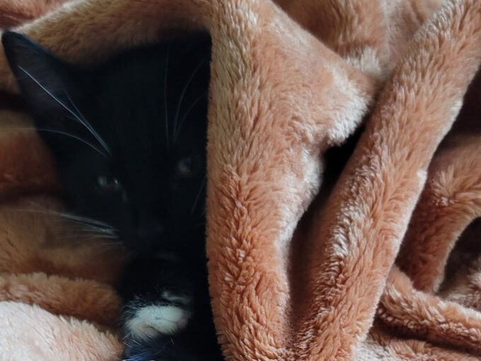 black cat in blanket