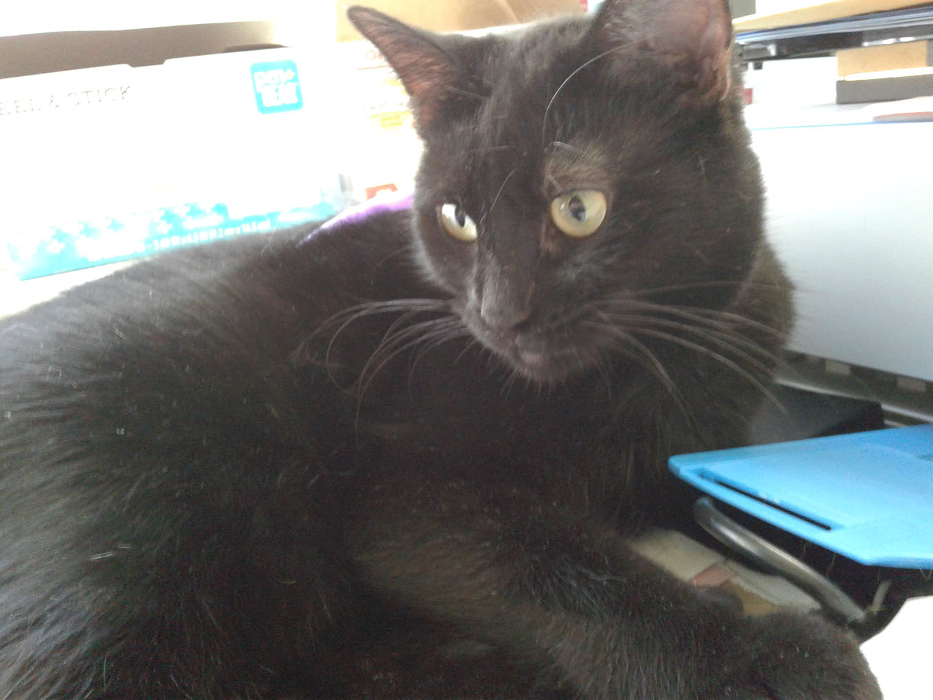 black cat lying near computer screen