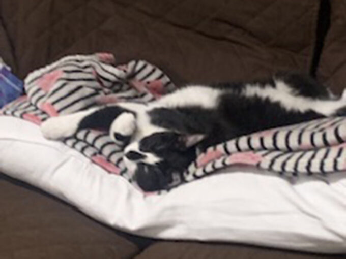 black and white cat on blanket