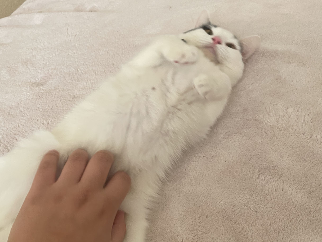 cat getting tummy rub