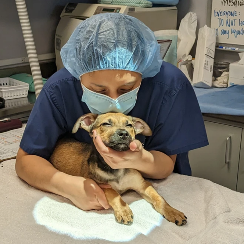 woman with dog in vet clinic