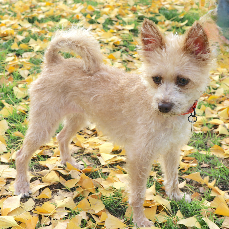 scruffy dog with red collar on leaves
