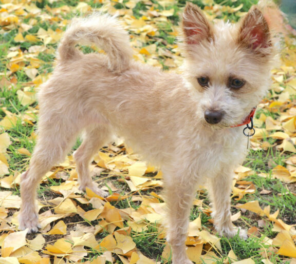 tan dog on grass with leaves