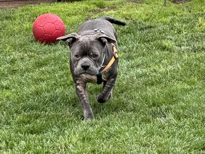 dog with red ball