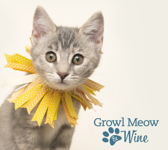 gray kitten with yellow ribbons