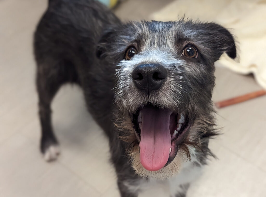 gray dog with white muzzle