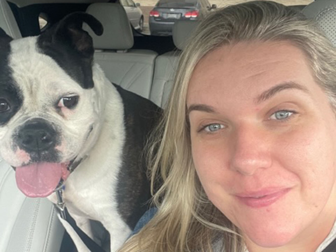 black and white dog with woman in car