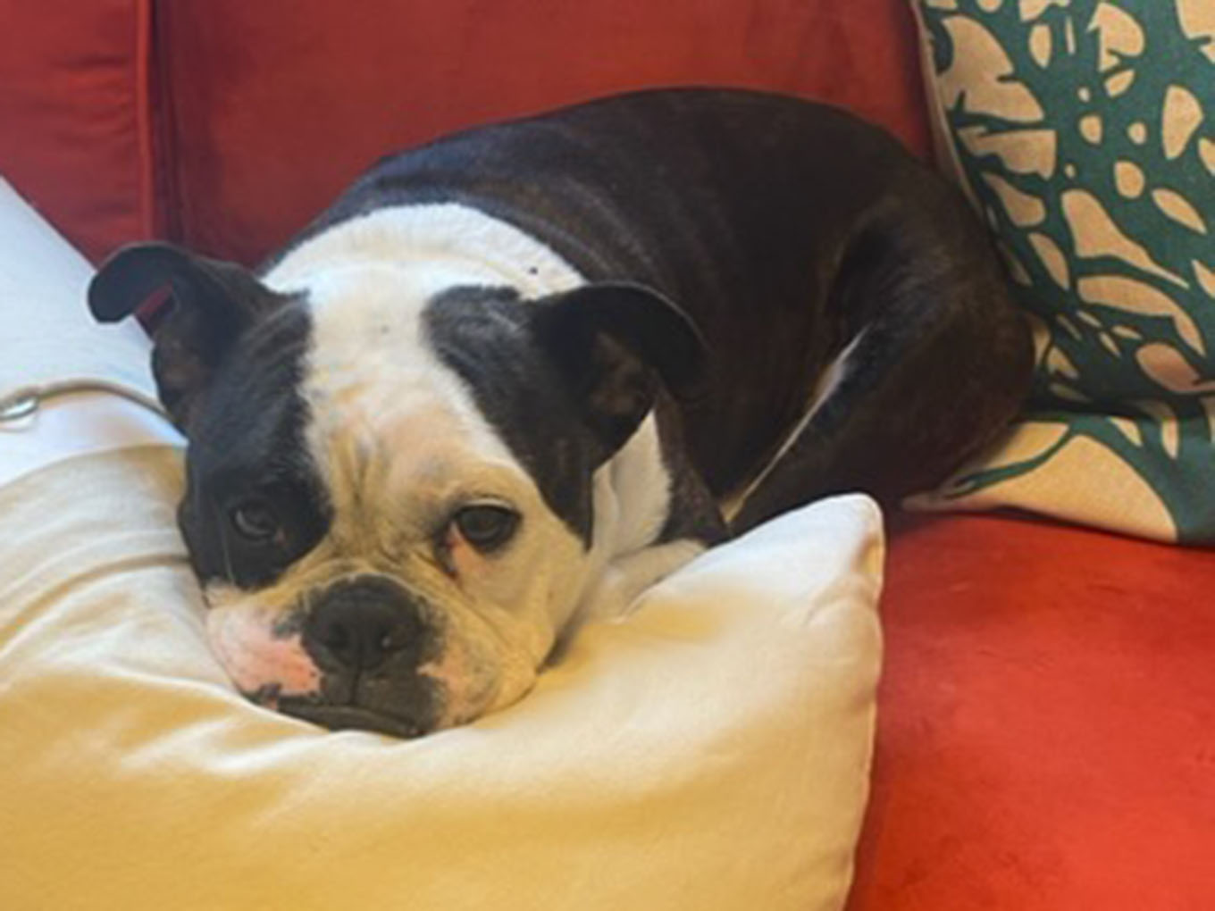 black and white dog on red sofa