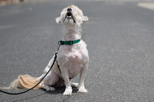 white dog on pavement