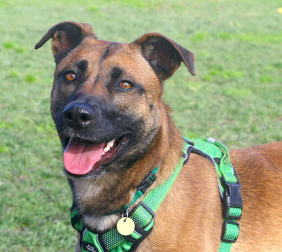 brown dog with green harness