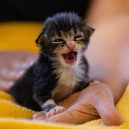 kitten meowing loudly