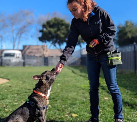 Trainer with a dog sitting