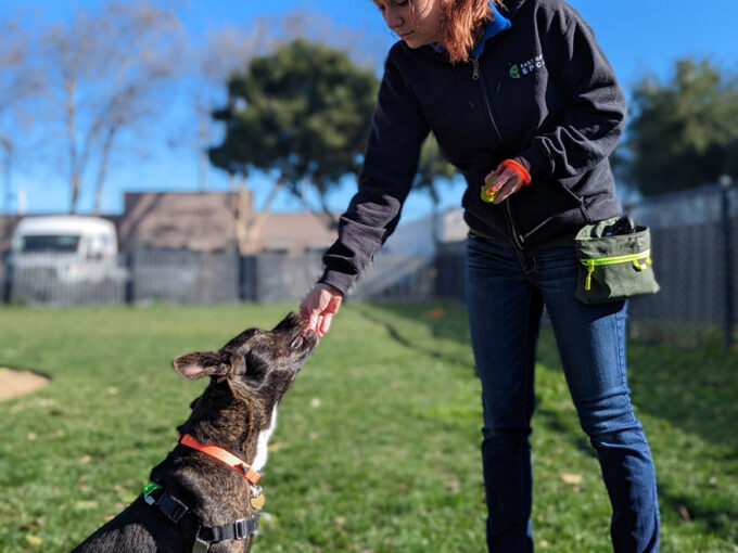 Trainer with a dog sitting