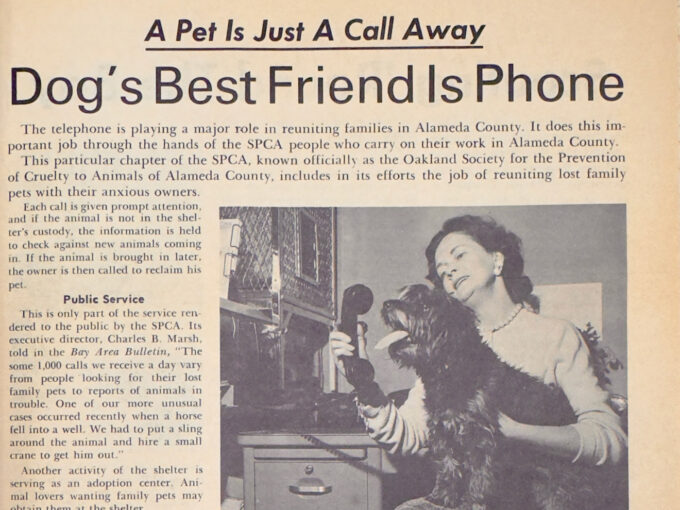 News story about reuniting dogs and owners from 1963.