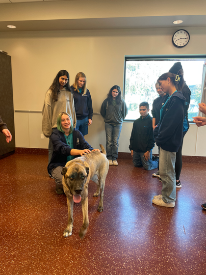 telemundo spca valentines day 2025 oakland