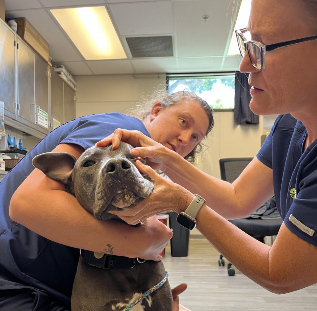 Dr. Josie with Liz and a shelter dog