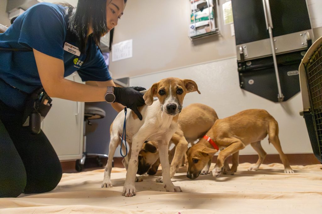 Heidi, Animal Care Supervisor, with puppies Air, Earth, Fire and Virgo from Sacramento SPCA