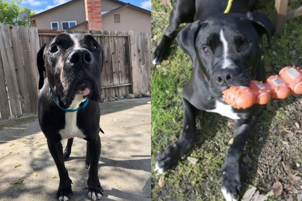 Robo, a Mastiff adopted from East Bay SPCA in August 2020